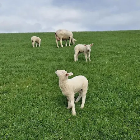 بيت للعطل Moewennest 18 توسينس