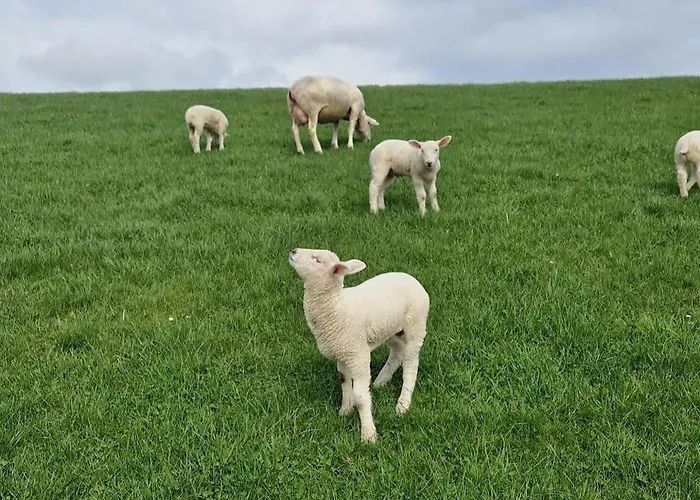 Nyaraló Moewennest 18 Tossens